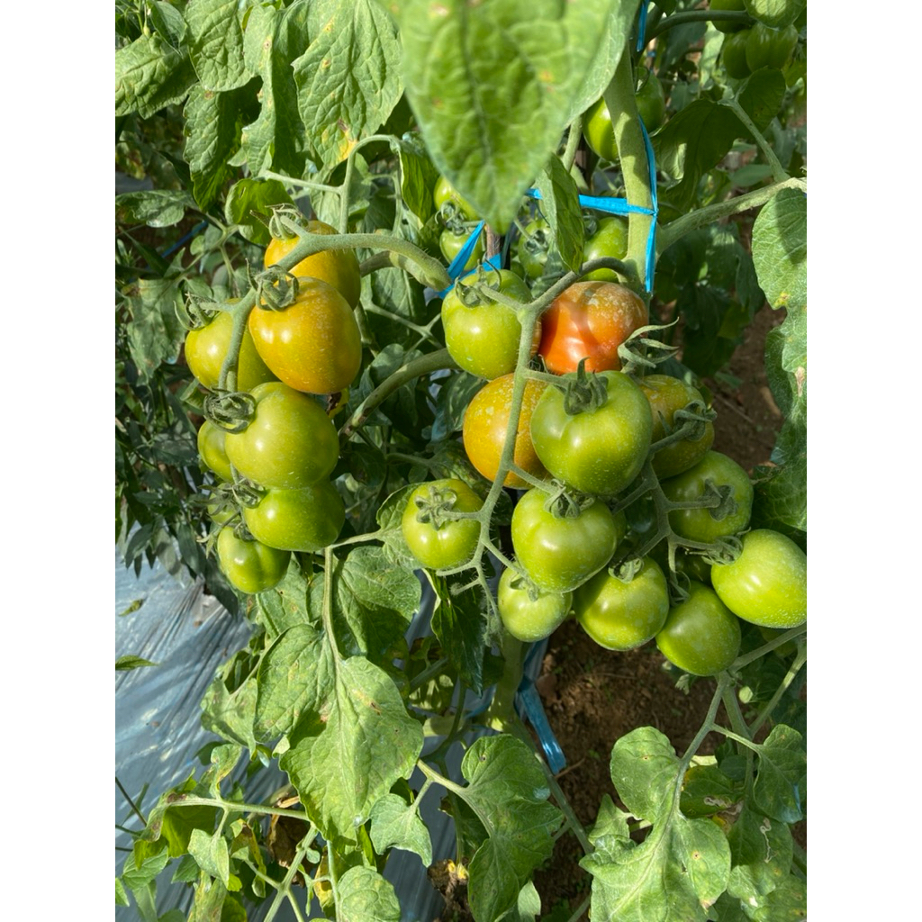 

tomat hijau dan merah