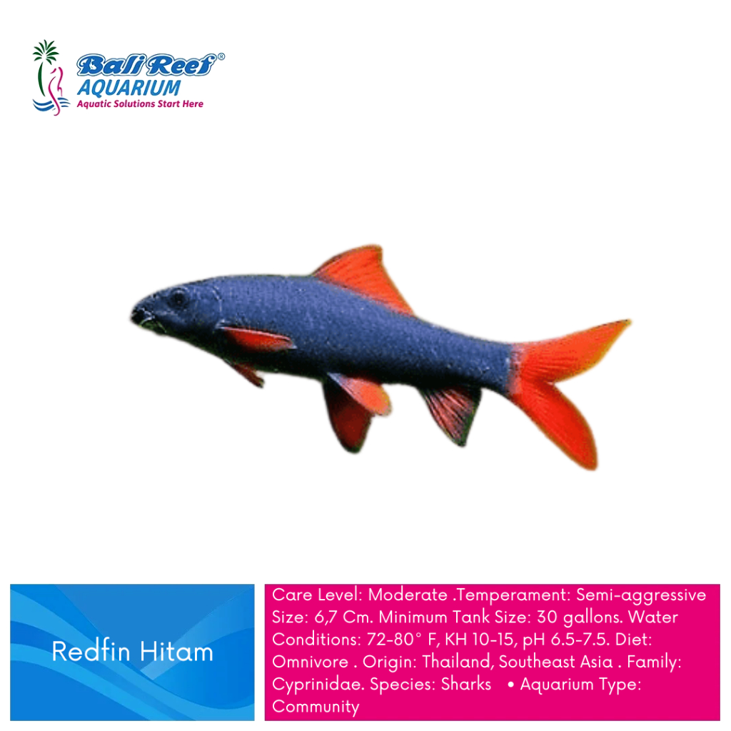 Ikan Hias Aquarium Redfin Shark Black Sehat Berkualitas