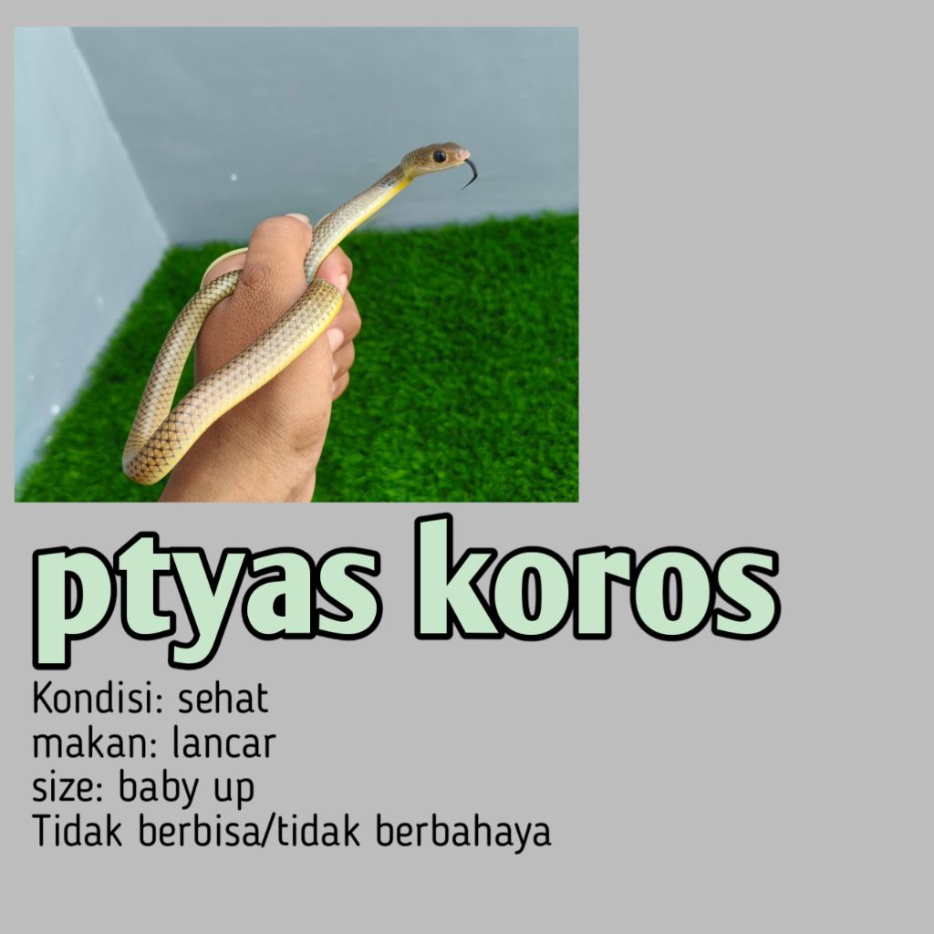 ptyas koros uLar mainan hidup