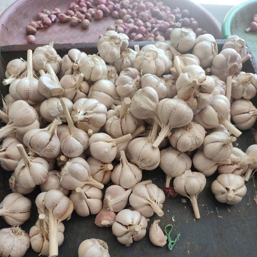 

Bawang putih super Kating