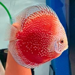 Ikan Hias Air Tawar Discus Red Stardust size 2 Inch up