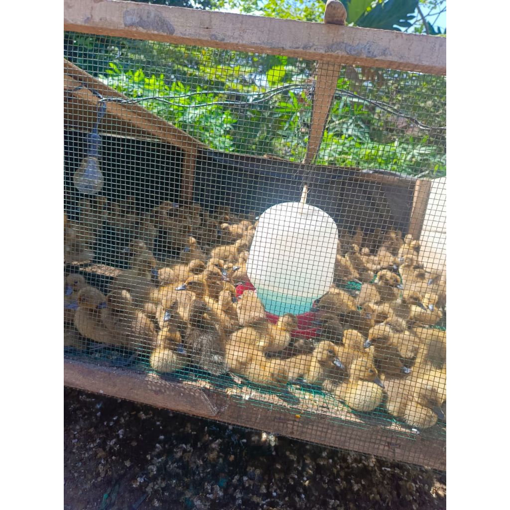 DOD full petelur Mojosari