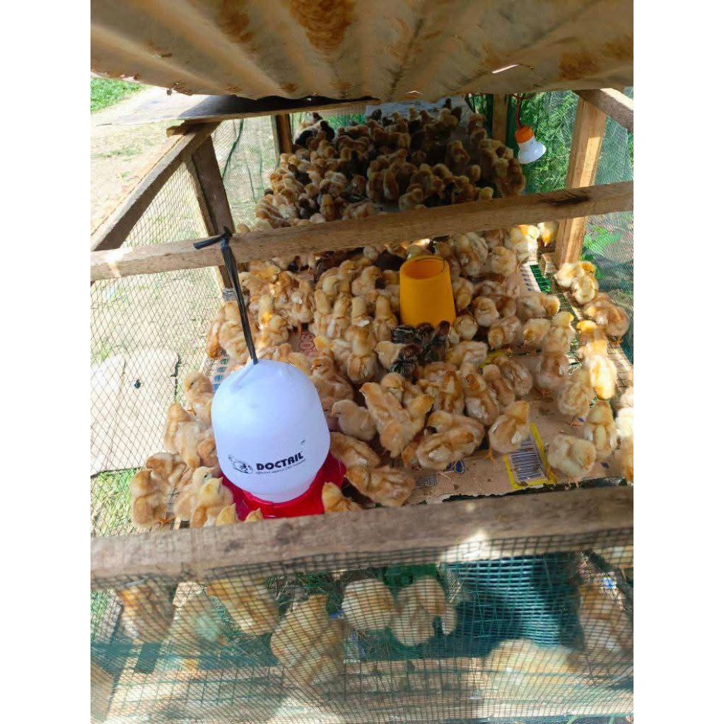 Doc layer petelur (ras)