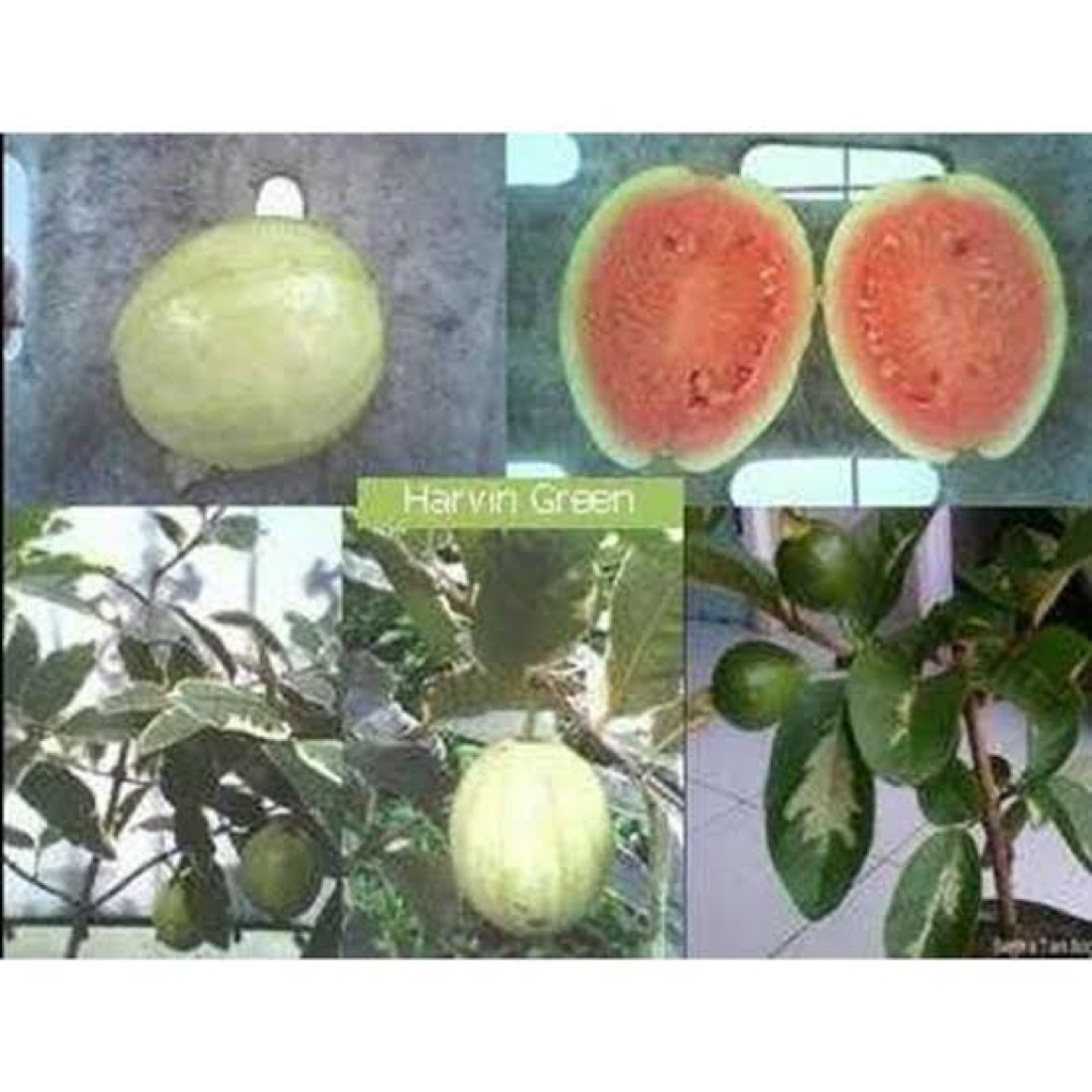 

jambu kristal kombinasi