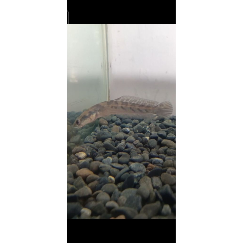 mainan ys batik 11-13cm dan 17-19cm single tank