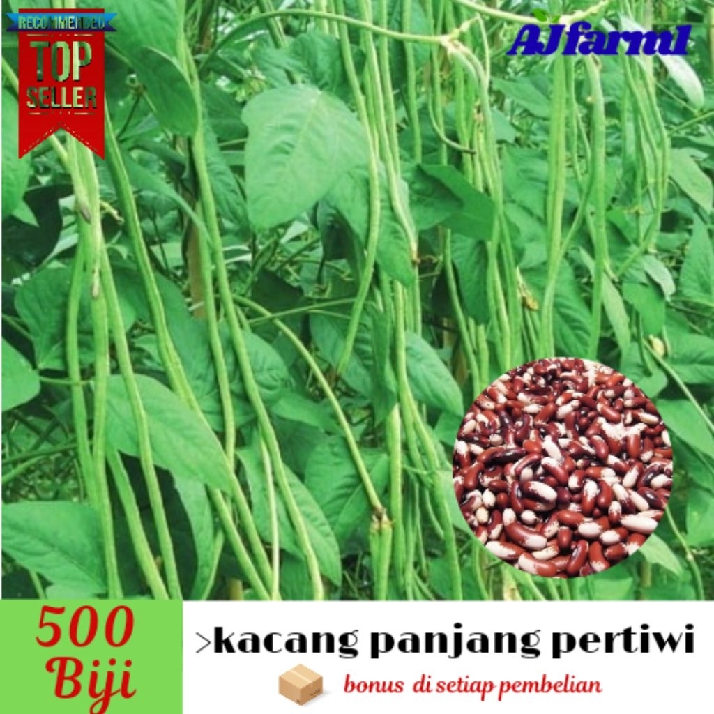 >500±± biji benih kacang panjang pertiwi unggulan | kacang panjang merah putih (bonus pembelian)