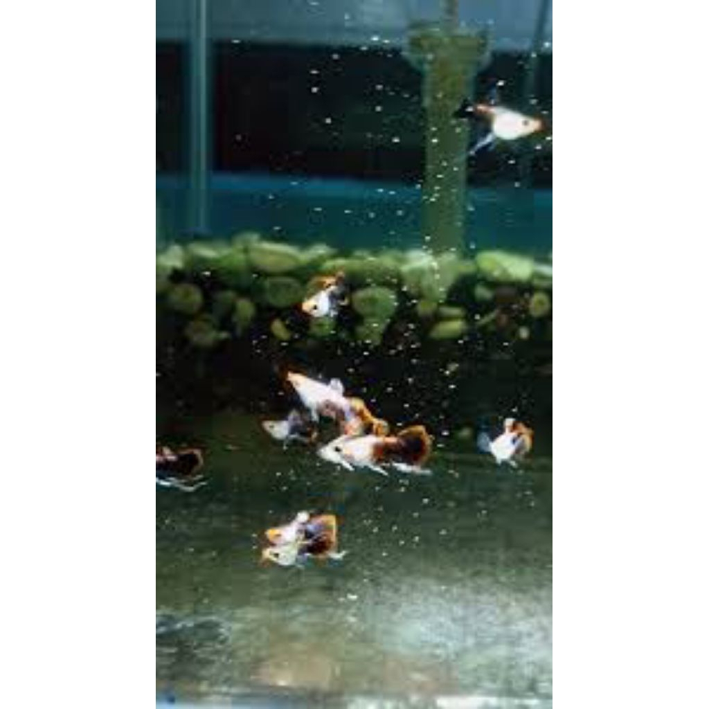 guppy magenta short body ribbon