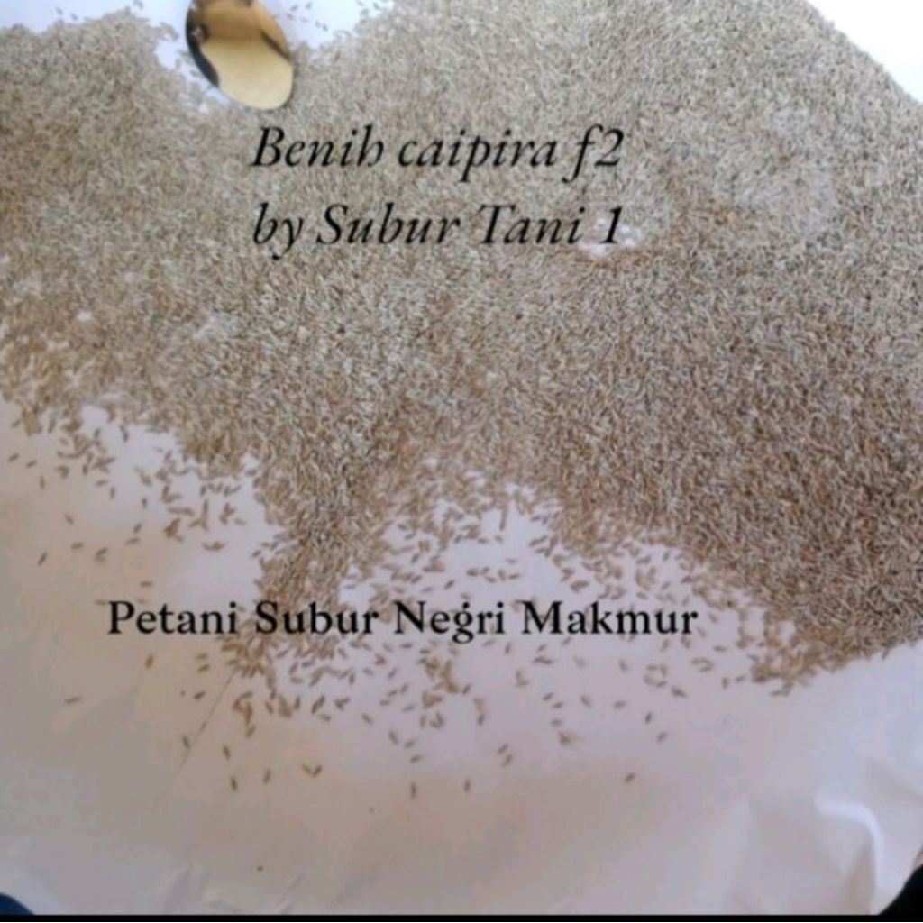 Benih Selada Caipira