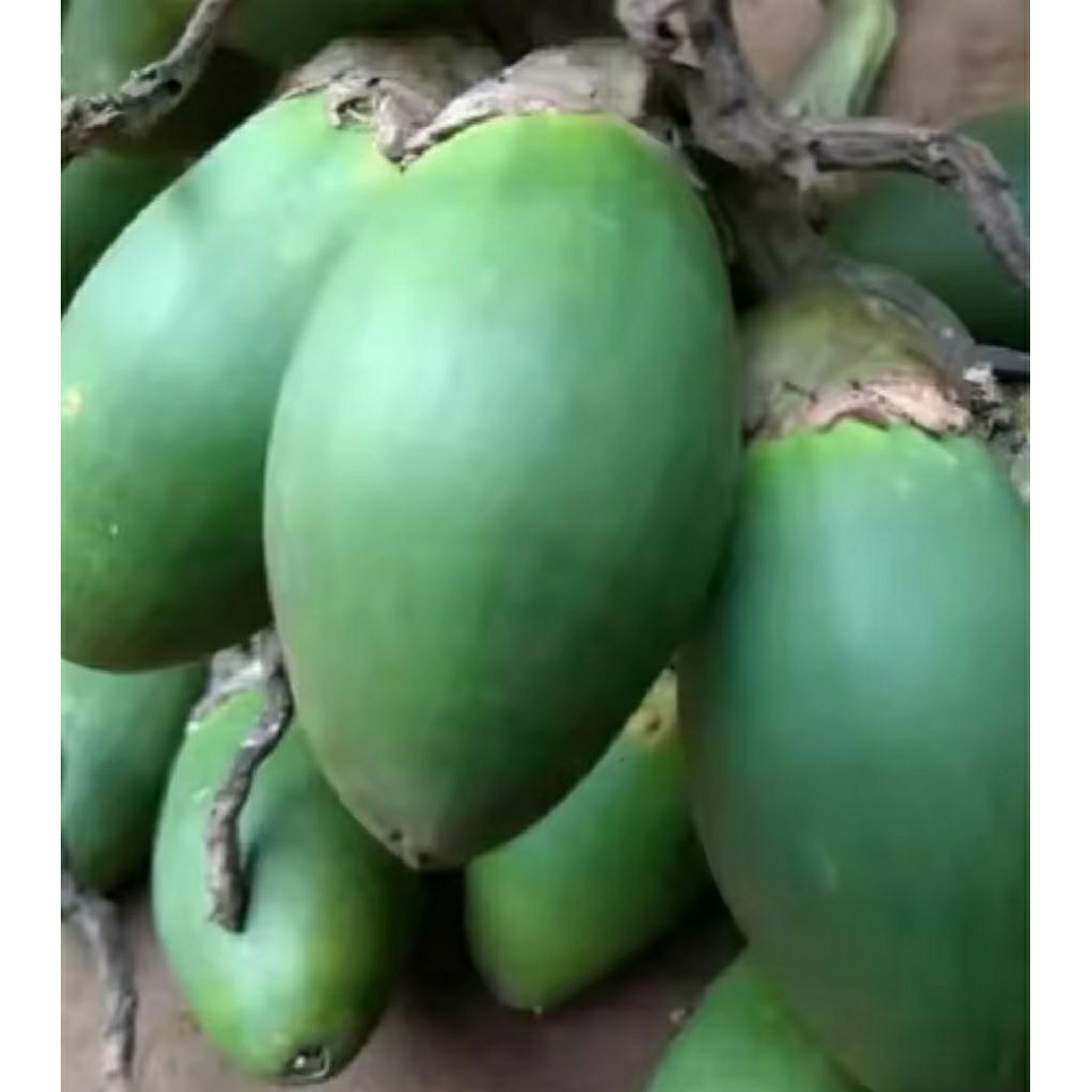 

promo buah jambe/pinang muda murah cod