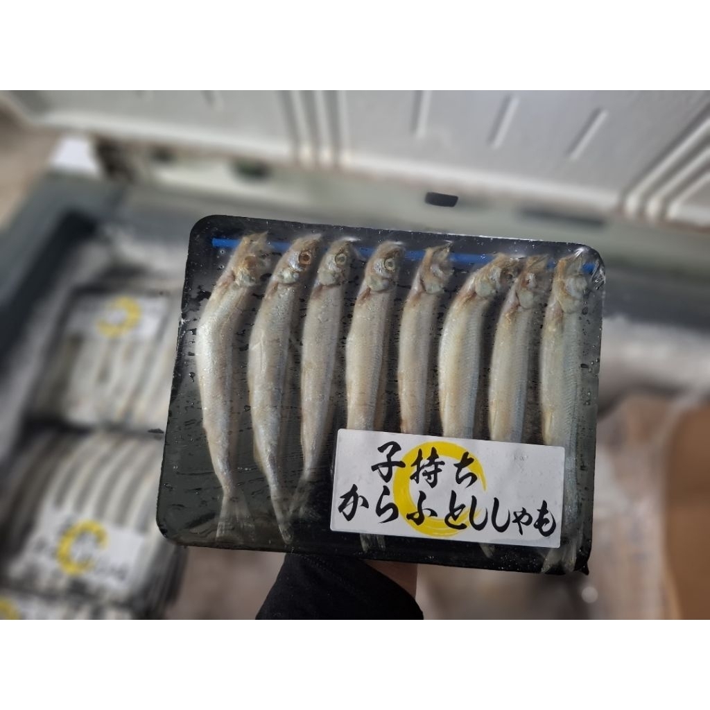 

PROMO SHISAMO PREMIUM FULL TELUR