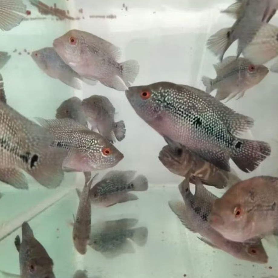 IKAN HIAS ANAKAN LOUHAN CENCU BAHAN SIZE +-3 JARI PER EKOR [ISI 2 EKOR]