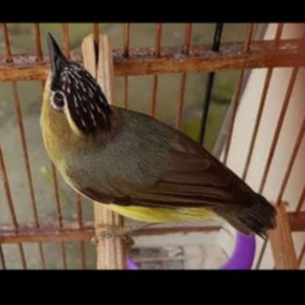 Burung Opyor Jambul Pilihn Mulus