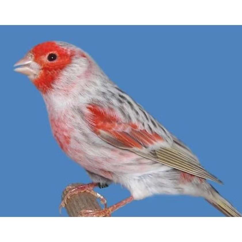 

promo!! 2 telur burung Kenari Red Agate Pastel Mosaic siap tetas