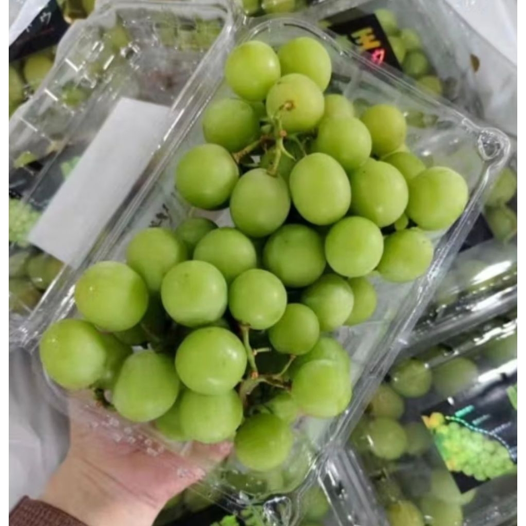 

buah anggur muschat -+500 gram bppn