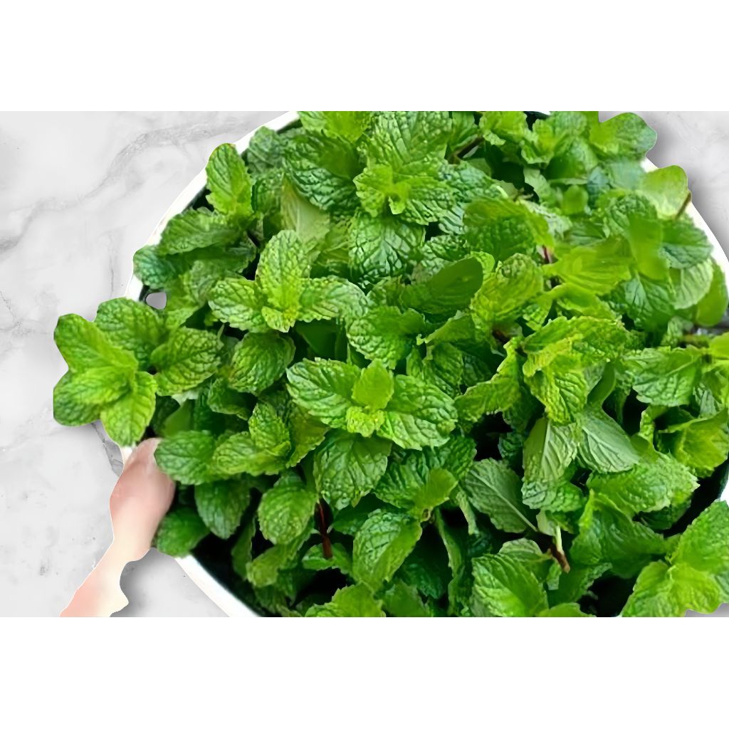 

Daun Mint Segar Isi 200 Gram Fresh