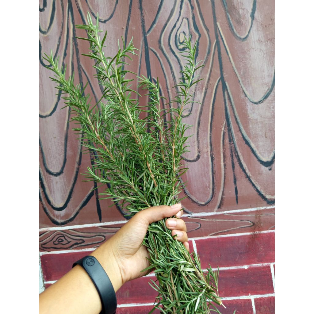 

Daun Rosemary Segar/Rempah Herbal Aromatik untuk Masakan & Minuman