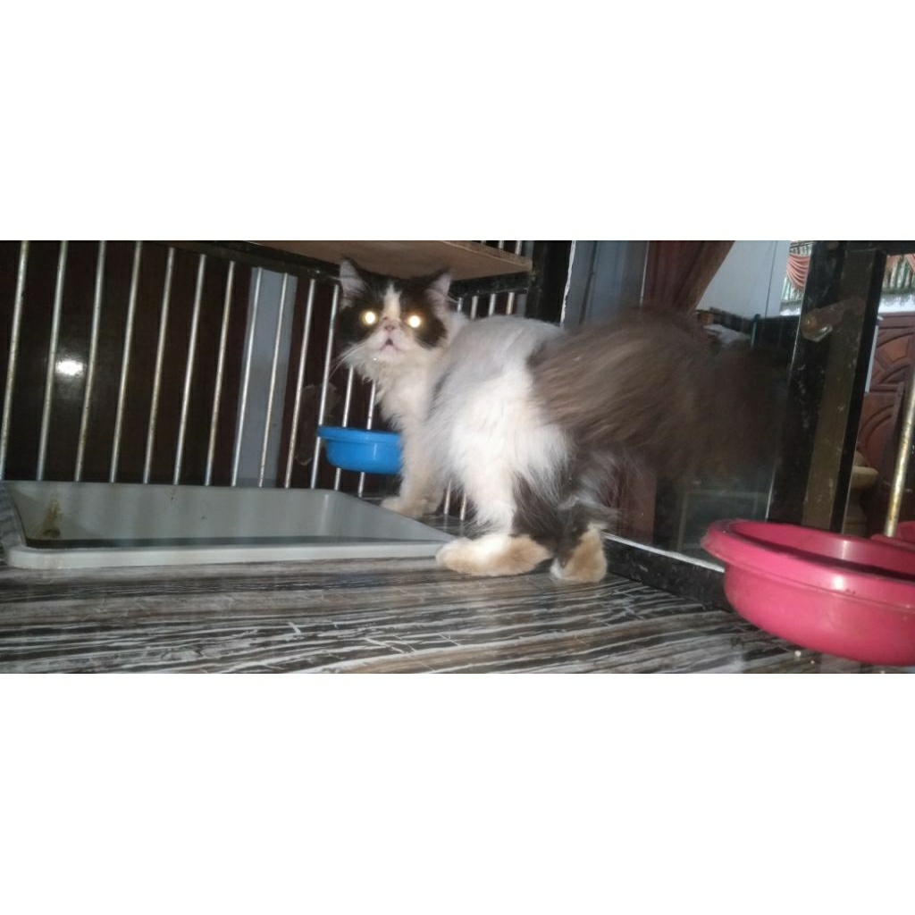 Kucing Betina Peaknose Hamil