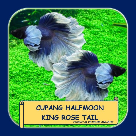 IKAN HIAS AIR TAWAR - IKAN CUPANG HALFMOON KING ROSETAIL