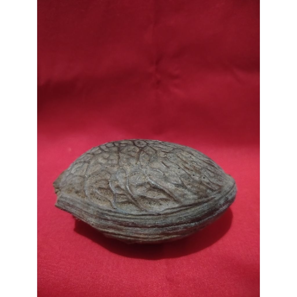 

buah Kalimantan urat seribu