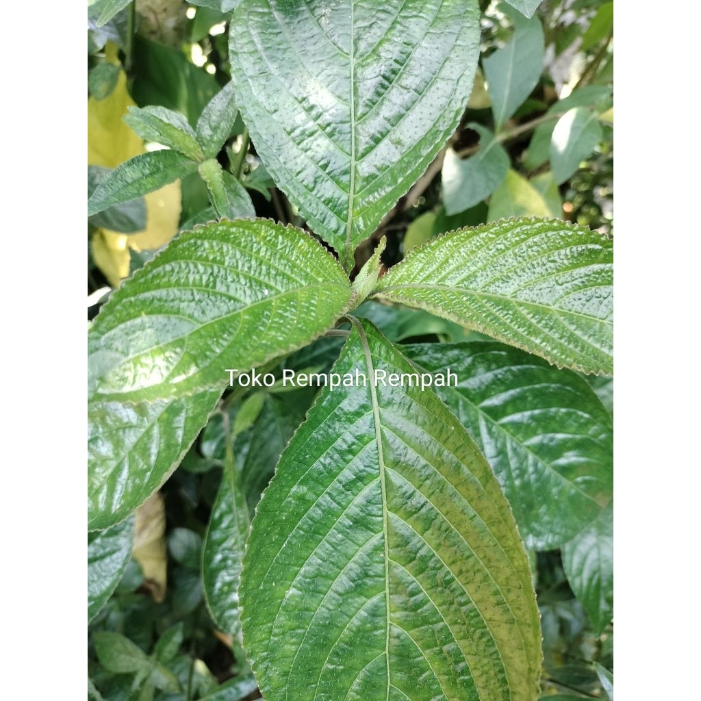 

Daun kijibeling atou rempah daun kibeling segar / 400g