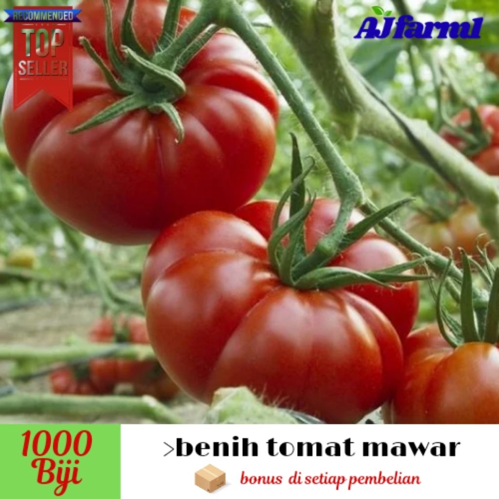 ( 1000±± biji ) benih biji tomat mawar F1 | tomat unggul >extra bonus pembelian