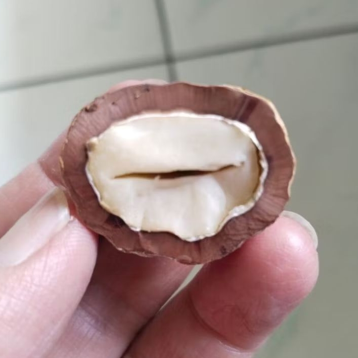 Kemiri Adu Muncang Adu Jayanti Anak Si Pait Full Tua