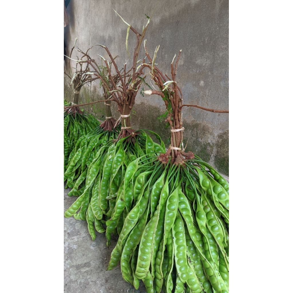 

PETE/PETAI PADI TUA FRESH PER 10 PAPAN LONJOR