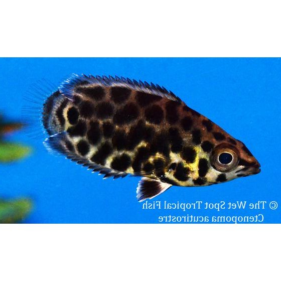 Ikan Hias Ctenopoma / Ikan Daun / Ikan Aquascape / Ikan Hias Air Tawar