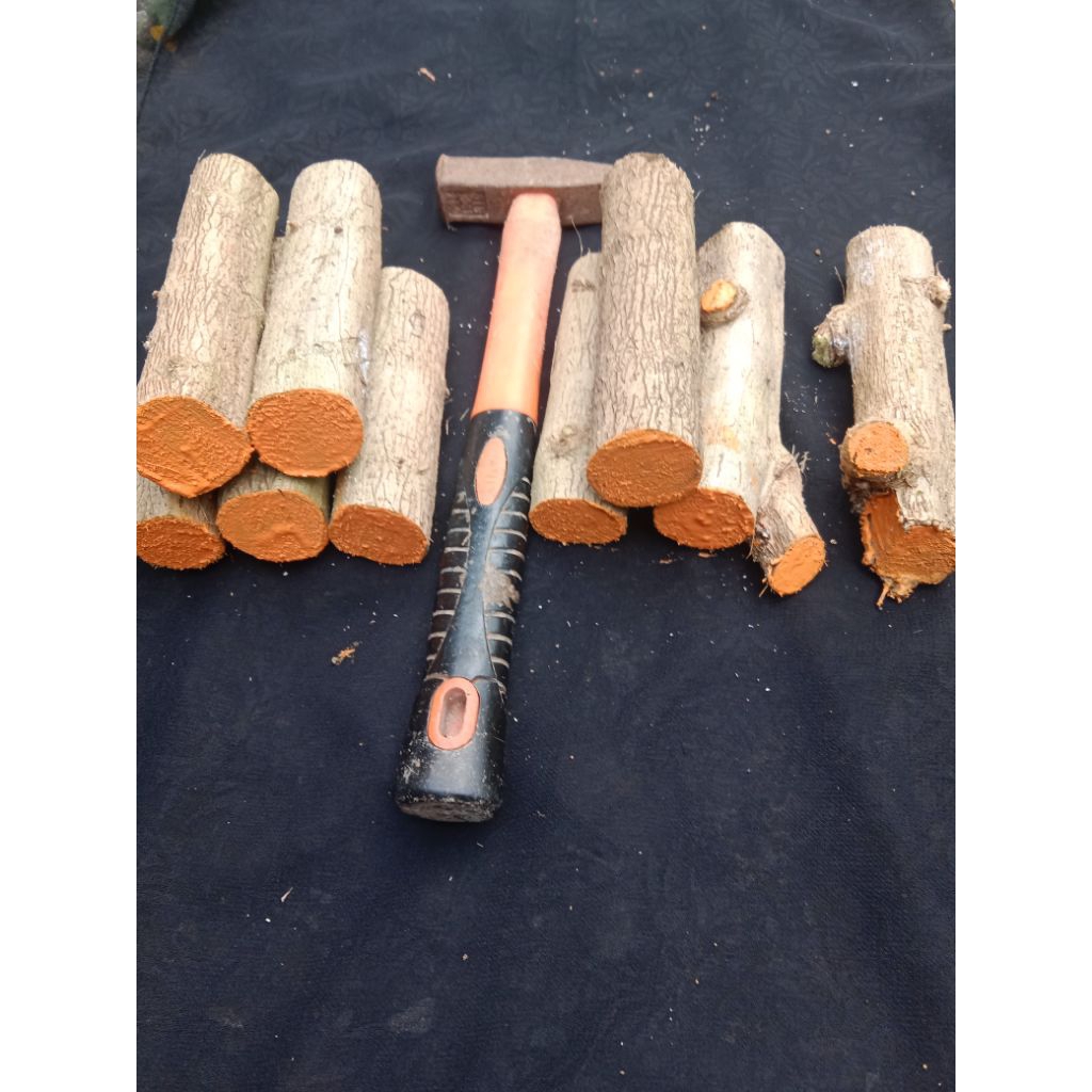 bahan bonsai stek sancang