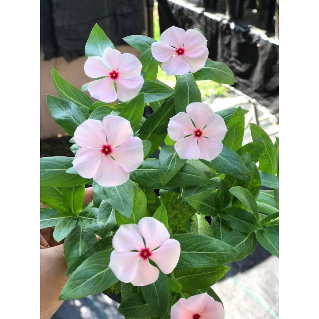 Plant/tanaman-bunga(bukan biji) VINCA - Periwinkle(Tapak dara) PEACH import rimbun