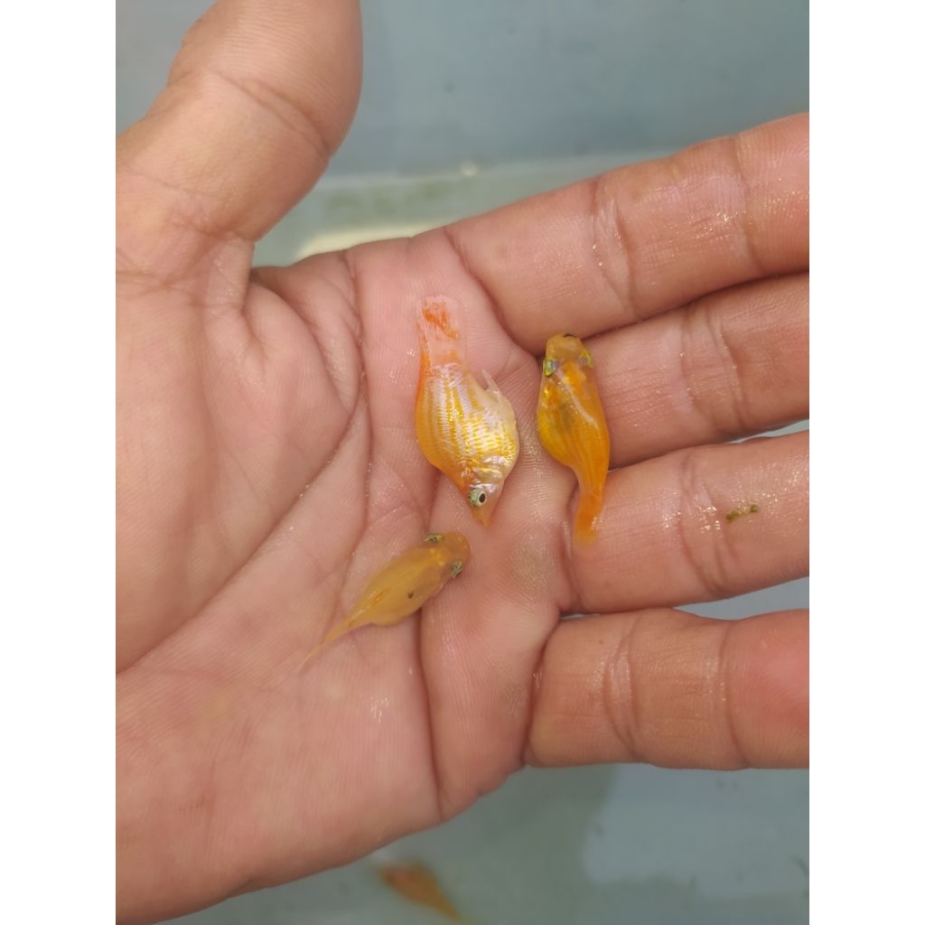 Molly balon Sunkist isi 10