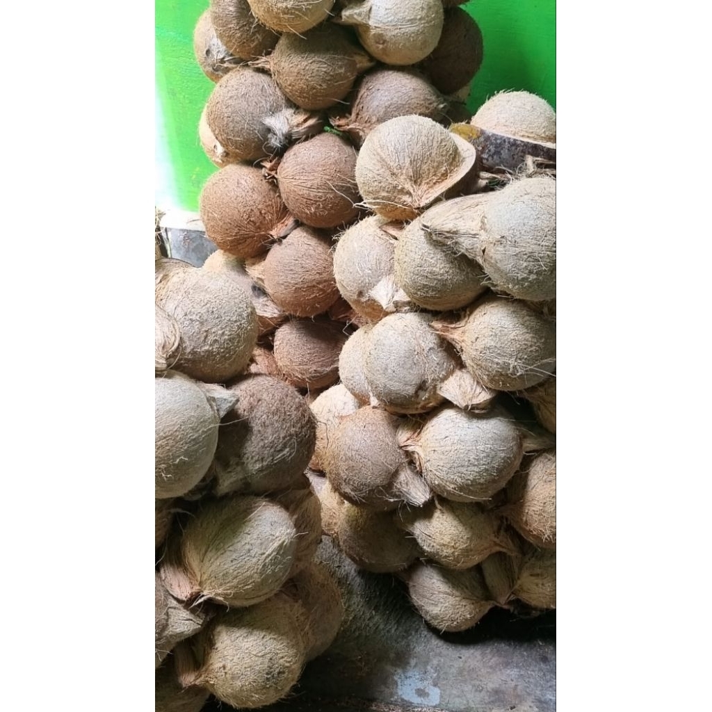 

kelapa sudah di kupas 10.000/ btr