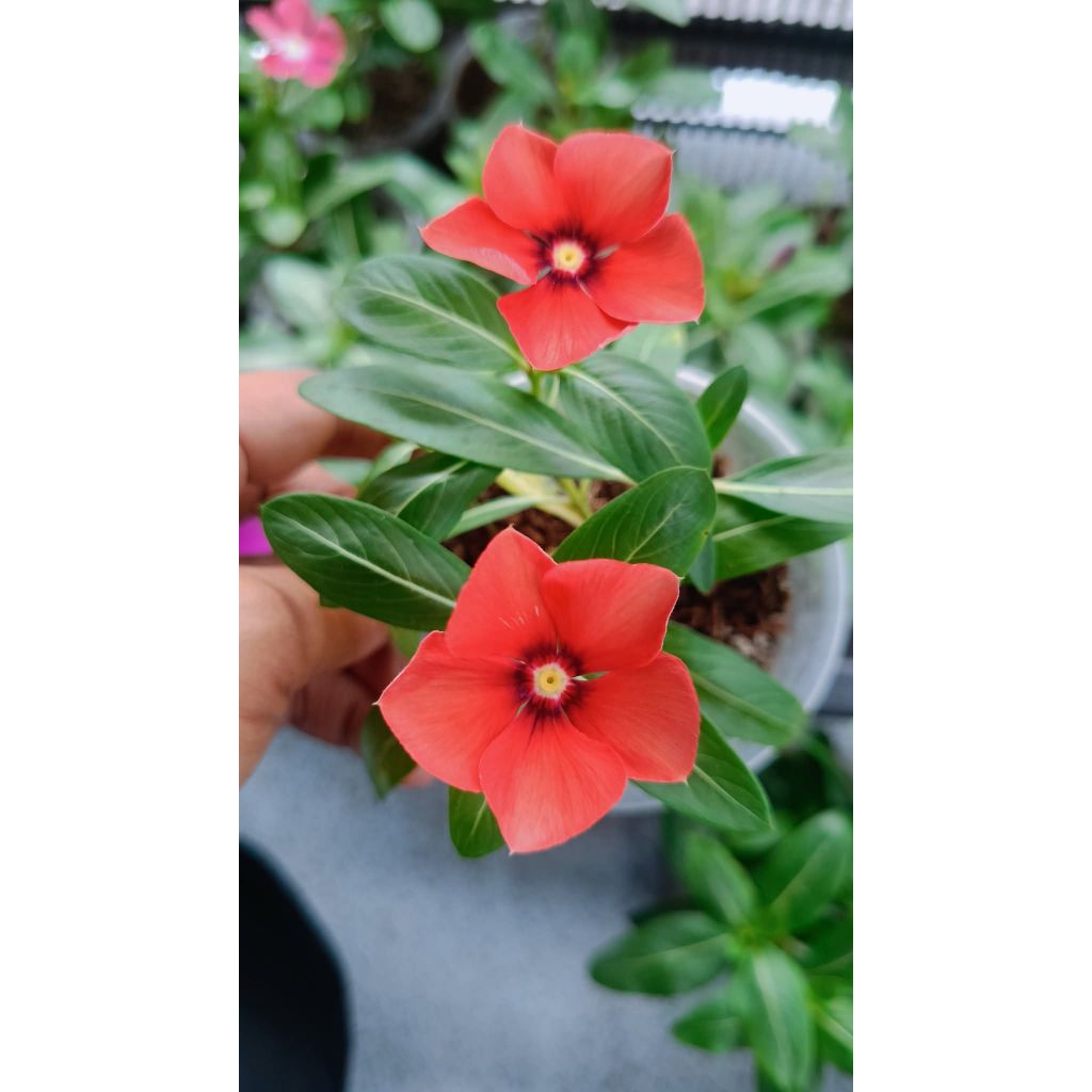 Plant/tanaman-bunga-(bukan biji) VINCA Periwinkle(Tapak dara) MATA DEWA IMPORT rimbun