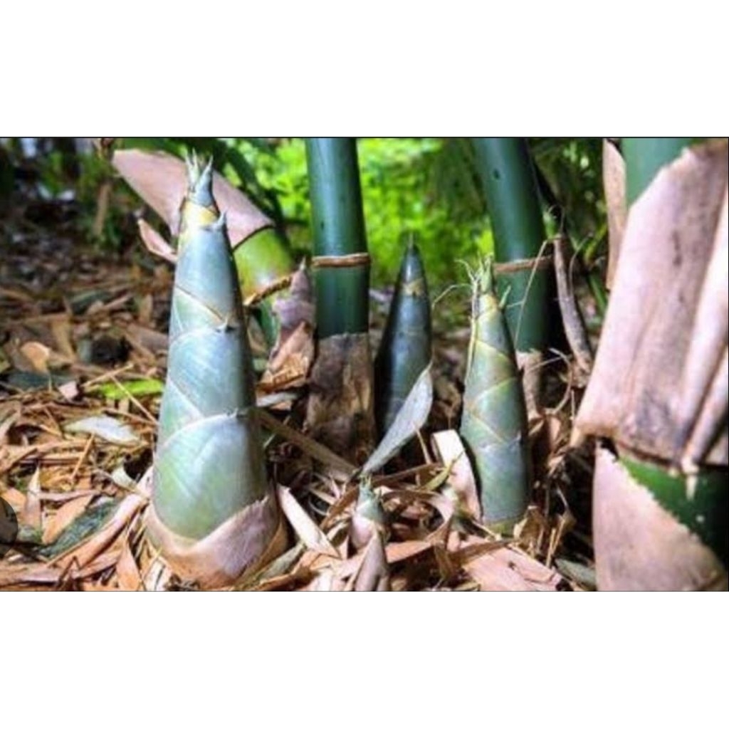 

rebung bambu muda sayu segar 1kg