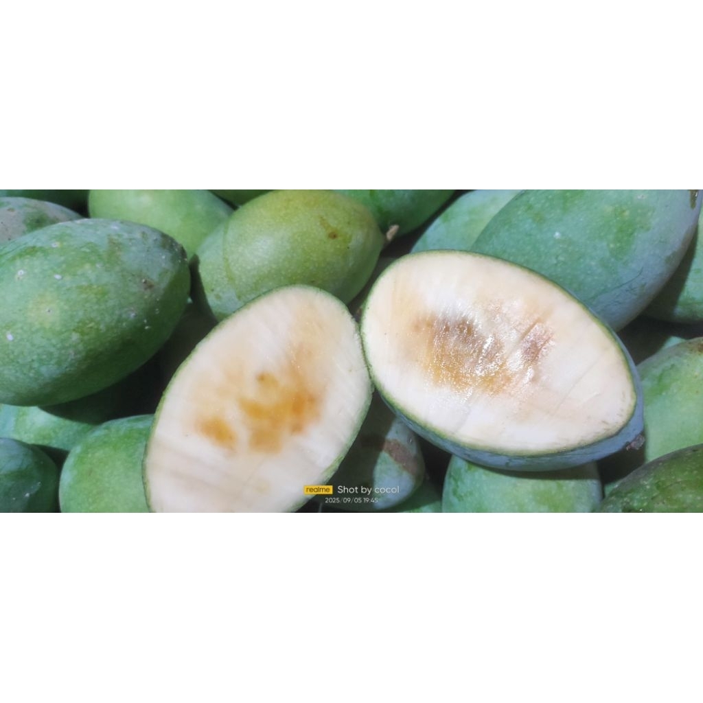 

mangga manalagi (arum)