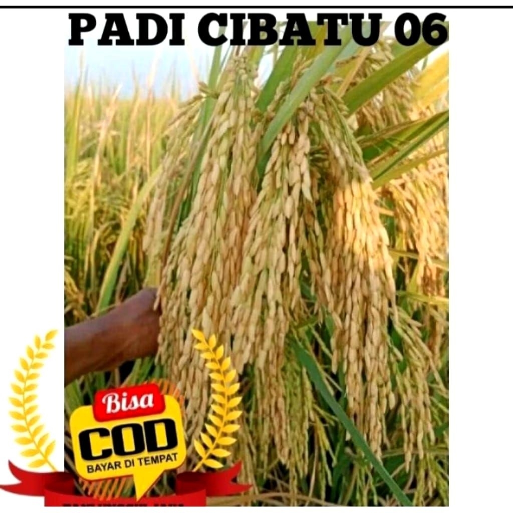 BENIH PADI CIBATU 06 UNGGUL 1KG