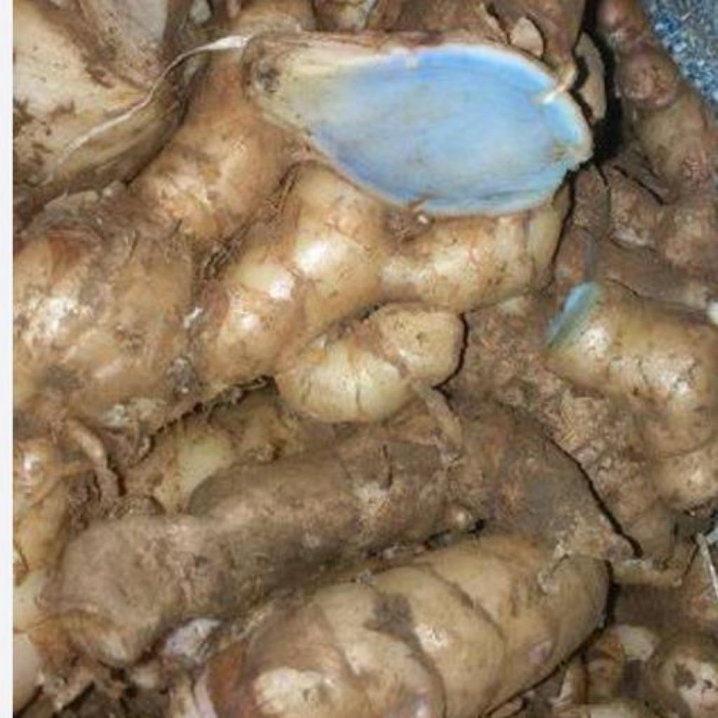 

Temu ireng fresss,1 kg, temu Ireng, kunyit Hitam herbal