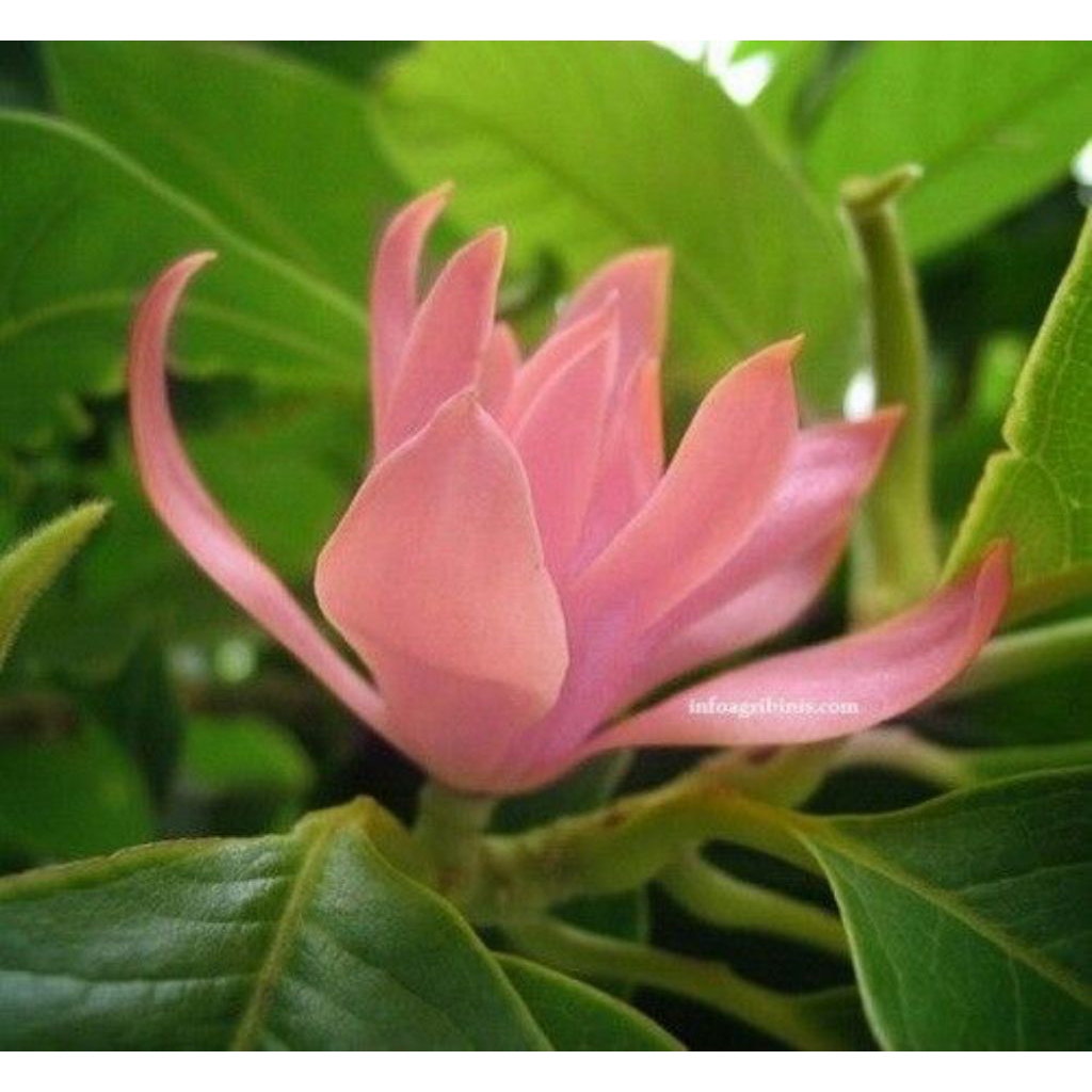 Tanaman Hias Bunga Kantil Cempaka Pink / Pohon Bunga Kantil Cempaka Pink