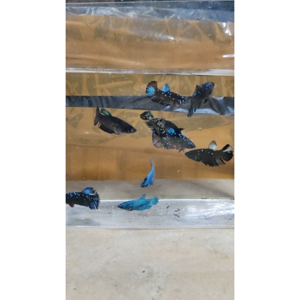 CUPANG AVATAR GORDON DAN COOPER