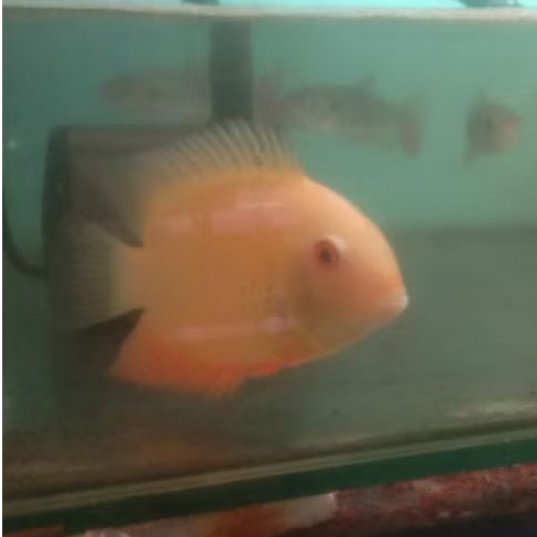 

IKAN SEVERUM UKURAN UKURAN 3 JARI