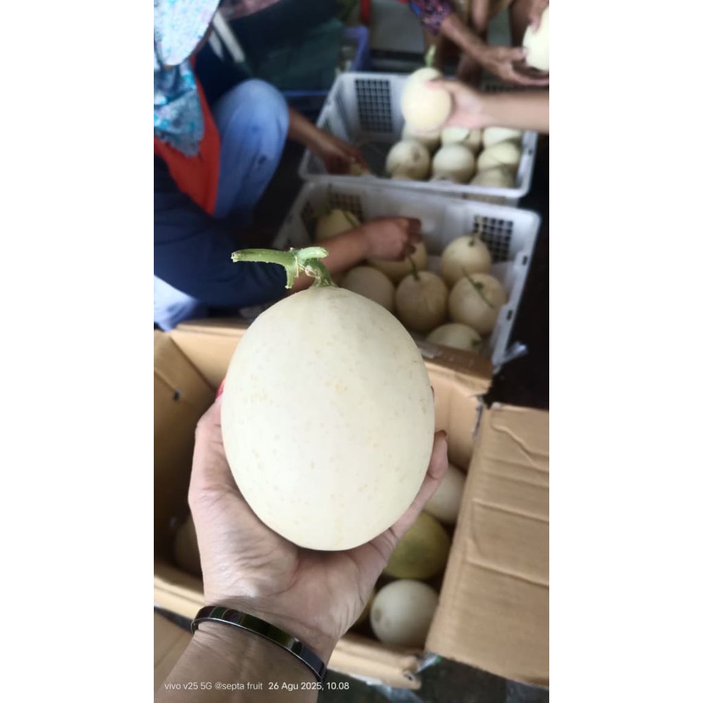 

melon madu perbiji kurang lebih1000gr