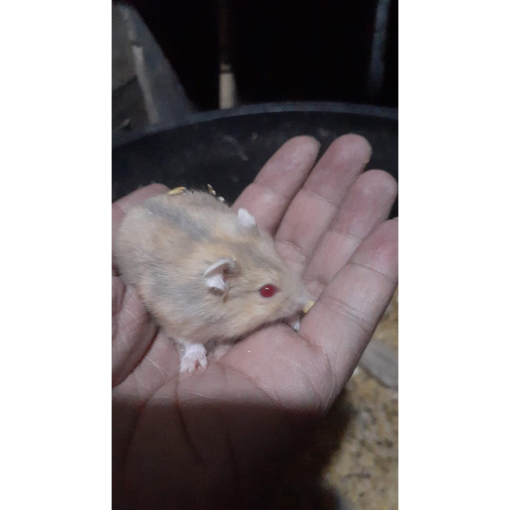 Hamster Winter white Blue Argente anakan Hamster Winter white blue argente
