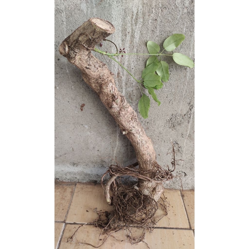bahan bonsai Tlogosari batang besar realpic sesuai gambar
