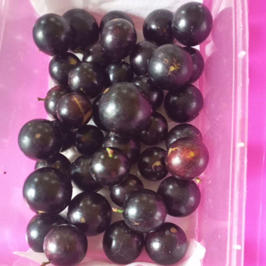 

Buah Anggur pohon Brazil