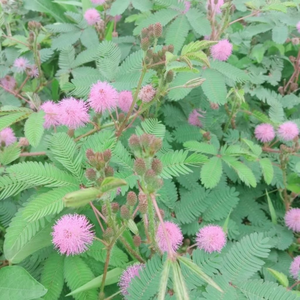 

PUTRI MALU/tanaman herbal MIMOSA PUDICA 200 GRAM