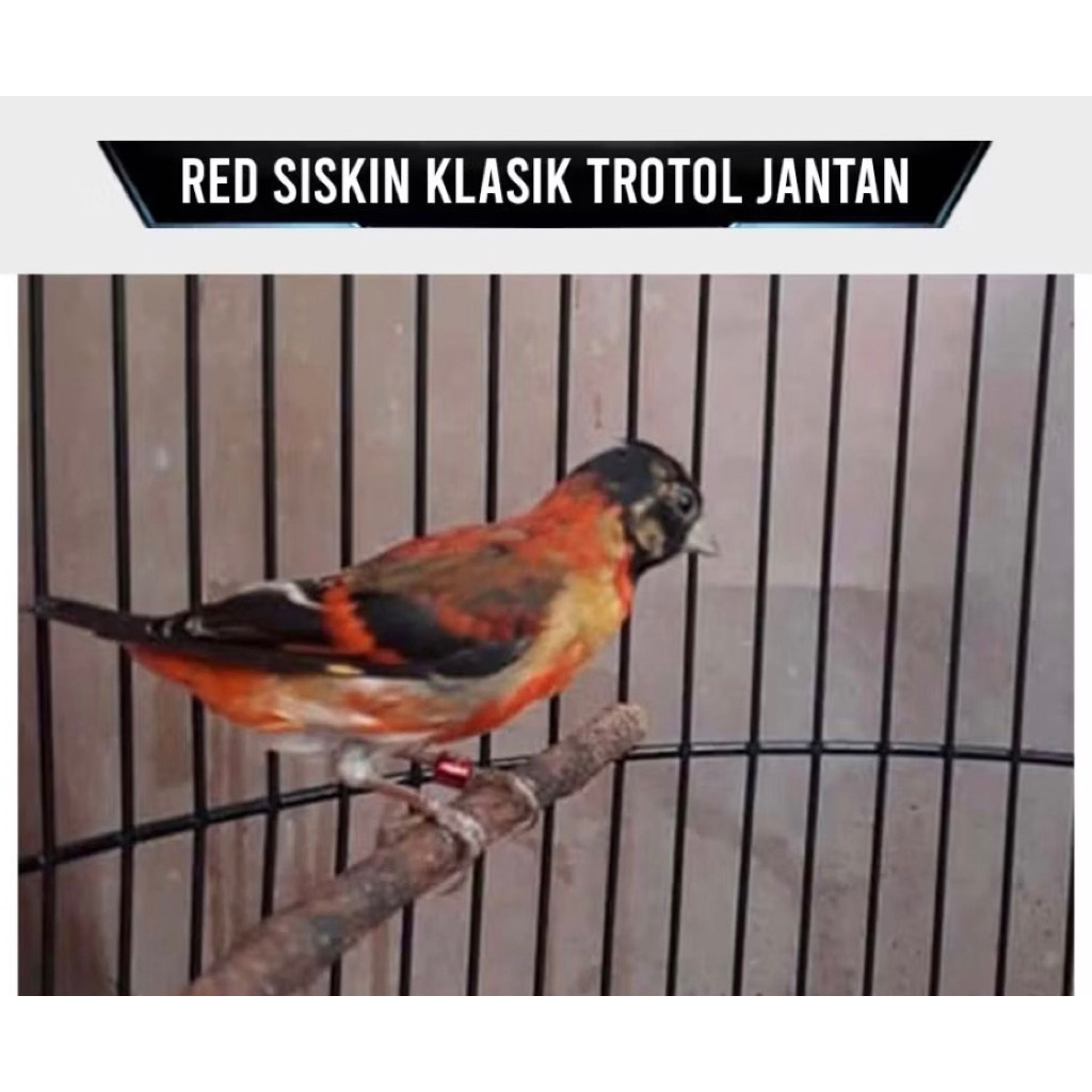 Burung Red Siskin Klasik Trotol Jantan