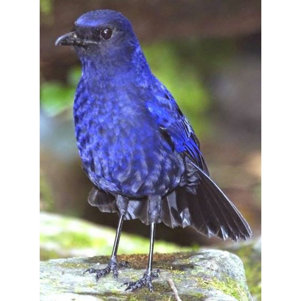 Burung Ciung Batu Pilihn Mulus Jantan