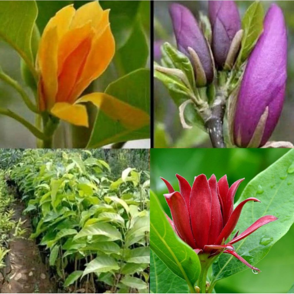 Termurah Paket 3 Bunga Tanaman Hias Bunga Kantil Cempaka / Paket 3 Pohon Bunga Kantil Cempaka Kuning