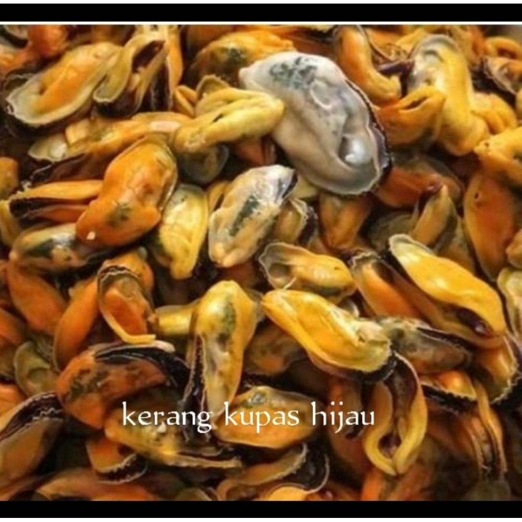 

kerang kupas hijau segar Frozen