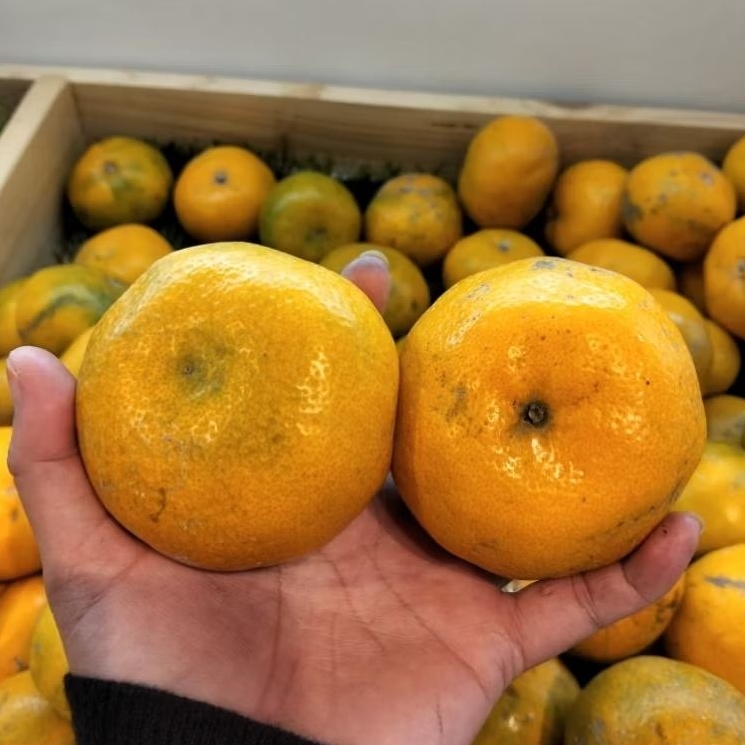 

Jeruk Medan 1kg - jeruk lokal manis